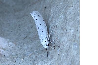 <i>Yponomeuta</i>