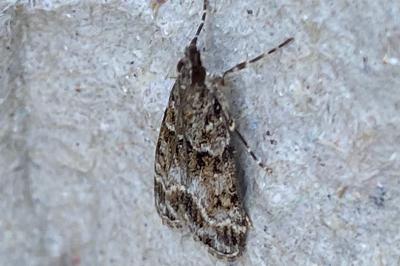 <i>Eudonia mercurella</i>