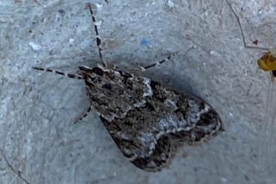 <i>Eudonia mercurella</i>