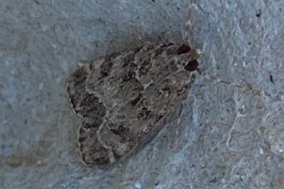 <i>Eudonia mercurella</i>
