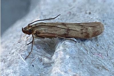 <i>Homoeosoma sinuella</i>
