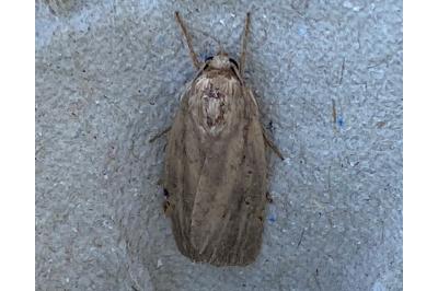 <i>Proxenus hospes</i>