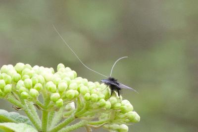 <i>Adela reaumurella</i>