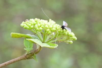 <i>Adela reaumurella</i>