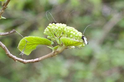 <i>Adela reaumurella</i>
