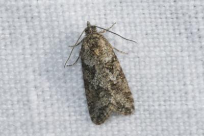<i>Cnephasia cupressivorana</i>