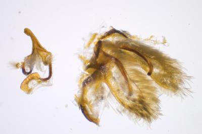 <i>Cnephasia cupressivorana</i>