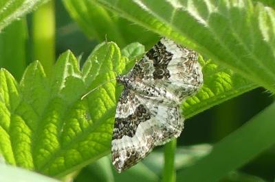 <i>Epirrhoe alternata</i>