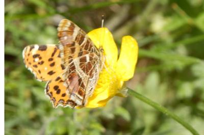 <i>Araschnia levana</i>