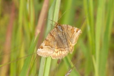 <i>Euclidia glyphica</i>