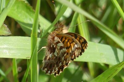 <i>Boloria dia</i>