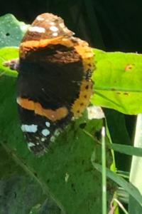 <i>Vanessa atalanta</i>