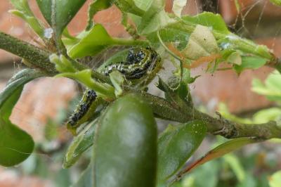 <i>Cydalima perspectalis</i>
