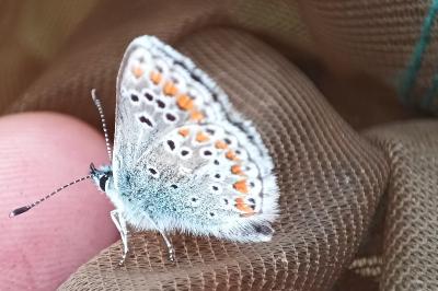 <i>Aricia agestis</i>