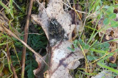 <i>Craniophora ligustri</i>