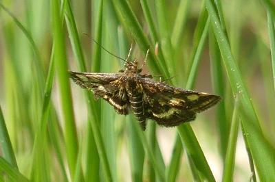 <i>Pyrausta purpuralis</i>