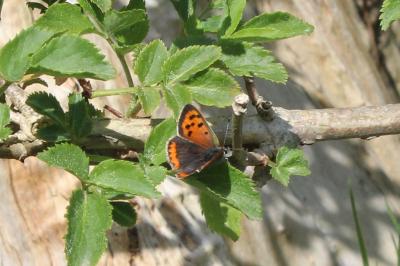 <i>Lycaena phlaeas</i>