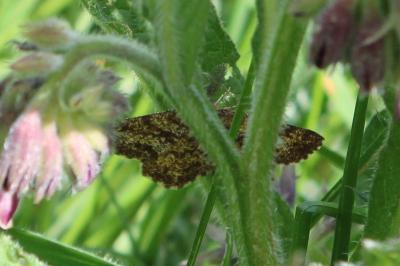 <i>Ematurga atomaria</i>