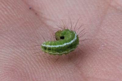 <i>Rivula sericealis</i>