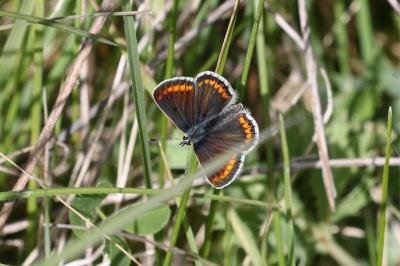 <i>Aricia agestis</i>