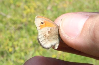<i>Coenonympha pamphilus</i>