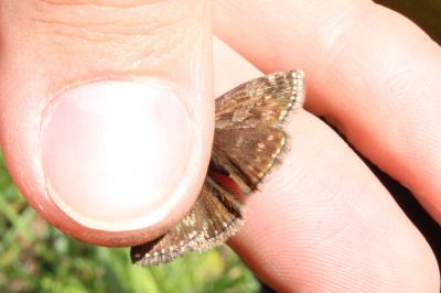 <i>Erynnis tages</i>