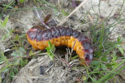 <i>Cossus cossus</i>