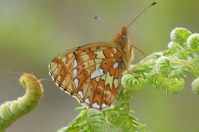 <i>Boloria euphrosyne</i>