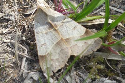 <i>Minucia lunaris</i>