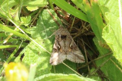 <i>Autographa gamma</i>