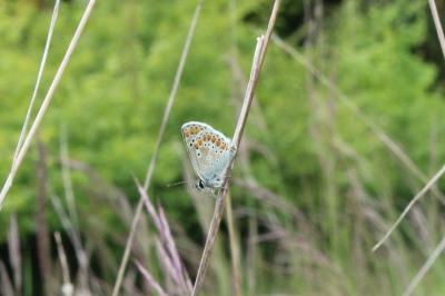 <i>Polyommatus icarus</i>