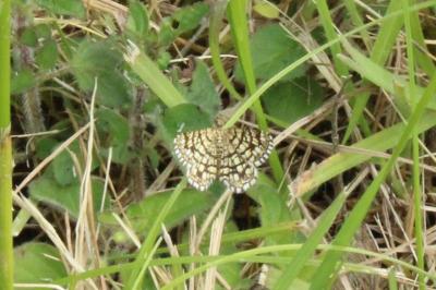 <i>Chiasmia clathrata</i>