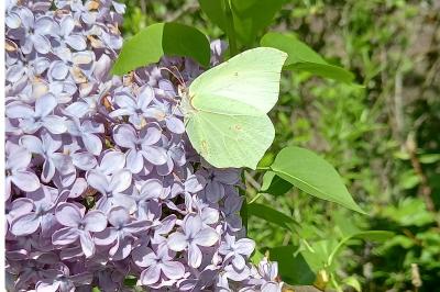 <i>Gonepteryx rhamni</i>