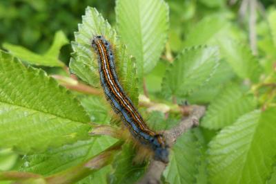 <i>Malacosoma neustria</i>