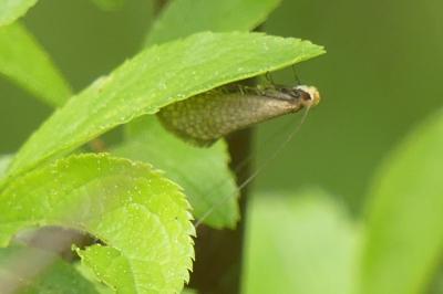 <i>Nematopogon adansoniella</i>