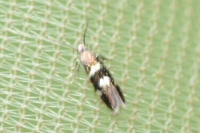 <i>Antispila</i>