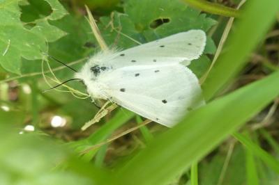 <i>Diaphora mendica</i>