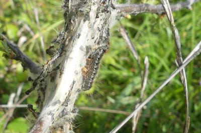 <i>Eriogaster catax</i>