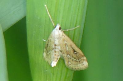 <i>Parapoynx stratiotata</i>