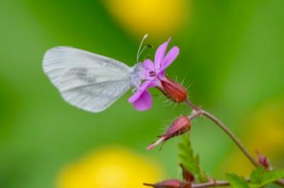 <i>Leptidea sinapis</i>