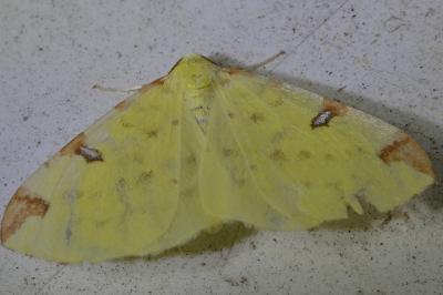 <i>Opisthograptis luteolata</i>