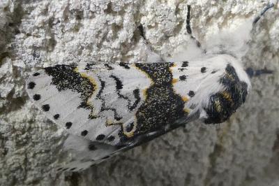 <i>Furcula bicuspis</i>