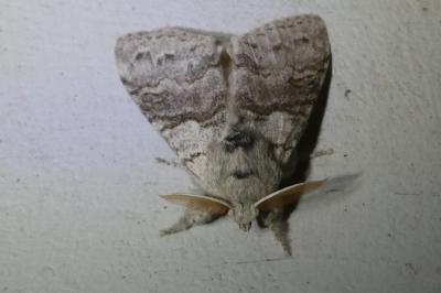 <i>Calliteara pudibunda</i>