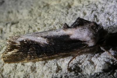 <i>Egira conspicillaris</i>
