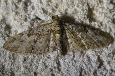 <i>Eupithecia irriguata</i>