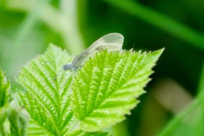 <i>Leptidea sinapis</i>