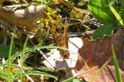 <i>Boloria dia</i>