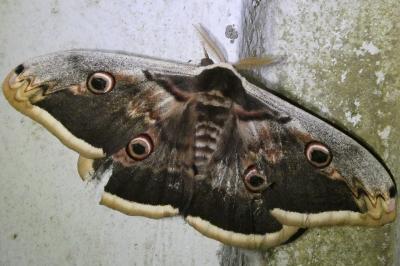 <i>Saturnia pyri</i>