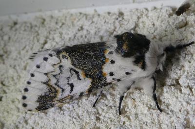 <i>Furcula bicuspis</i>