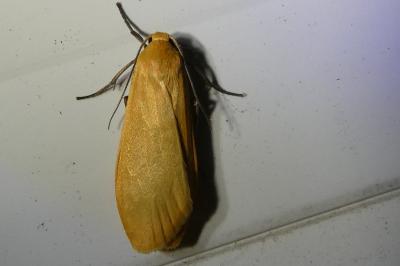 <i>Wittia sororcula</i>